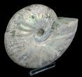 Inch Silver Iridescent Ammonite - Madagascar #5208-2